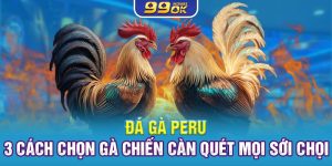 Đá Gà Peru – 3 Cách Chọn Gà Chiến Càn Quét Mọi Sới Chọi